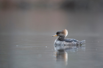 A hen Hooded Merganser swims in the calm water in soft overcast light with a gray background.