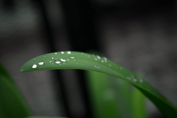 Planta con gotas de agua