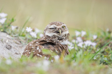 A Florida Burrowing Owl with a very funny expression on its face as it shakes its head with a smooth background in soft overcast light.