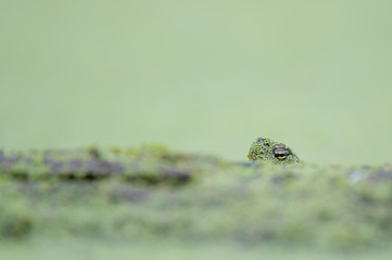 A turtle peeks out from behind a log that is covered in green duckweed