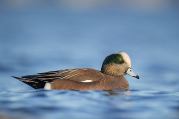 A male American Wigeon duck swims in the bright blue water on a sunny day with his white and green head shining in the light.