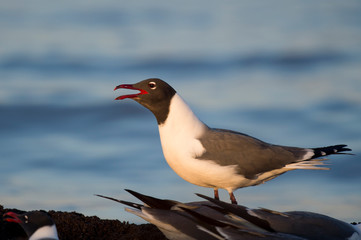A Laughing Gull calls out loudly as the first rays of sun shine on it in the early morning with a blue water background.
