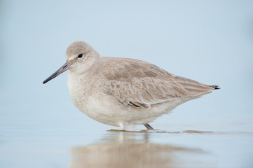 A Willet stands in shallow water in soft light with a smooth light blue background.