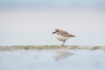 A Wilson's Plover stands on a small area of wet sand with its reflection in soft light with a smooth light blue background.