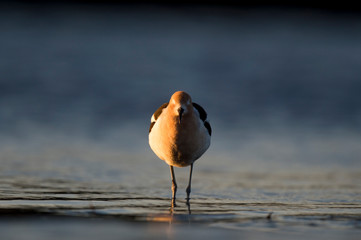 An Avocet stands in shallow water facing straight ahead with the golden sun shining in from one side with a smooth blue background.