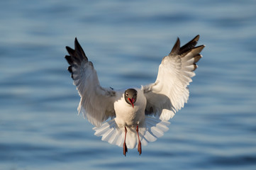 A Laughing Gull flaps its wings to land with its legs hanging down and the shadow of its head on its wing with a blue water background.