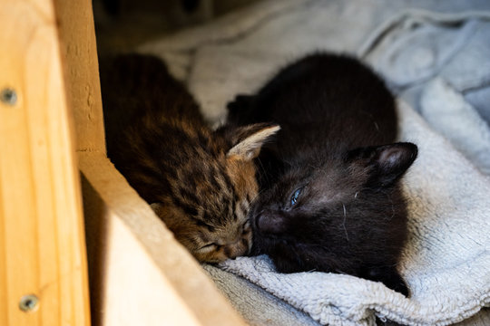 Gatitos