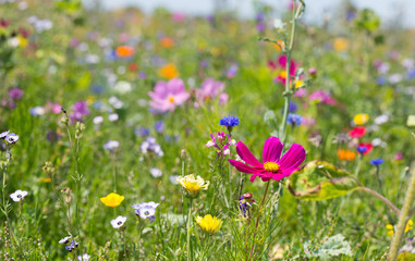 Blühende Landschaft  -  Bunte artenreiche Blumenwiese -  Insektenweide, Bienenweide
