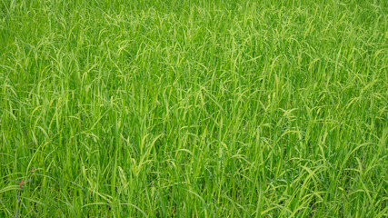 Green field of high grass blades, farmland outside Milan, Italy