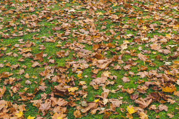 Yellow Maple Leaves with Wooden Background, Golden Autumn Time, Fall