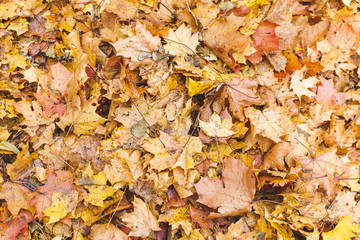Yellow Maple Leaves with Wooden Background, Golden Autumn Time, Fall