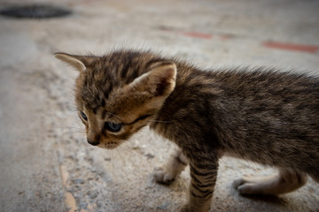 Gatitos