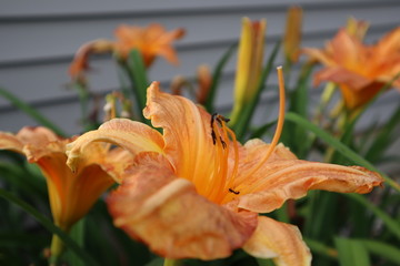 orange lily in the garden