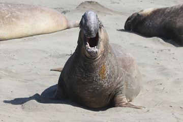 Elephant seal