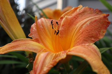 orange lily in the garden