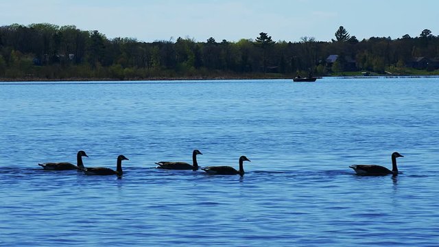 Canada Geese, Branta canadensis, swimming in a row on Lake Irving in Bemidji Minnesota with a fishing boat in the distance on a sunny day.