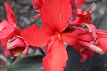closeup of red flower