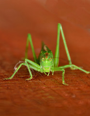 A green grasshopper in close up