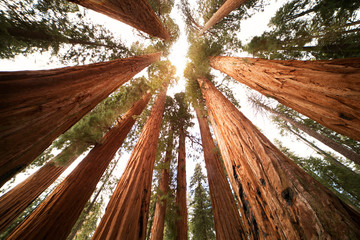 Low-angle view of trees in forest © Cavan for Adobe