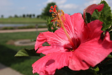 red hibiscus flower