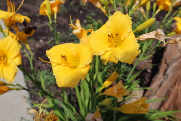 yellow flowers in the garden
