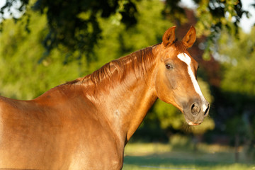 Portrait eines fuchsfarbenen Pferdes