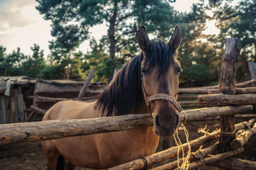 Beautiful brown horse in the paddock. Portrait of a horse.