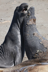 Elephant seal