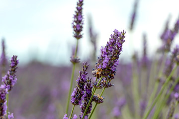 Close-up of purple lavender flowers with bee, sustainable agriculture fields in Provence, France