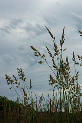 Obraz premium Tall grass and cloudy sky before rain
