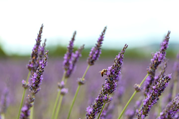 Fototapeta premium Close-up of purple lavender flowers with bee, sustainable agriculture fields in Provence, France