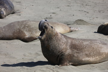 Fototapeta premium Elephant seal