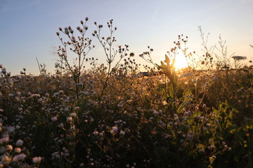 Garden in the sunset