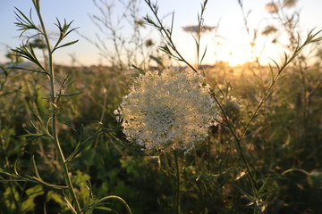 Garden in the sunset