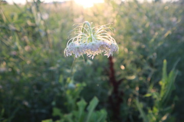 Garden in the sunset