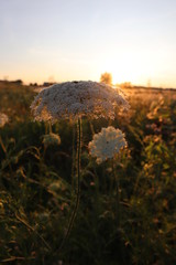 Garden in the sunset