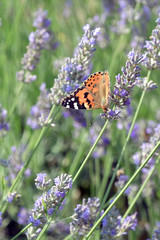La Vanessa Cardui, bella farfalla colorata, sul fiore della lavanda.