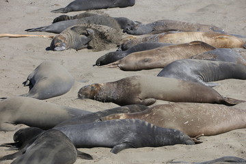 Elephant seal