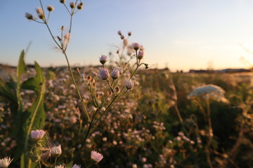 Garden in the sunset