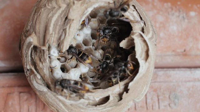 Int&eacute;rieur de nid de frelons asiatiques
