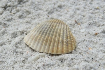 Seashell on sand background in Atlantic coast of North Florida 