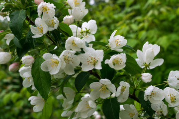 White blossoms on plum tree in spring