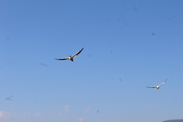 Aves cruzando el cielo azul 