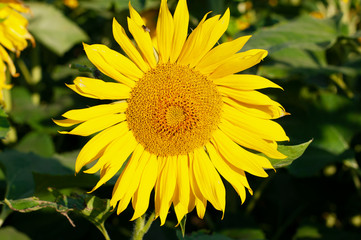 Sunflower natural background.Sunflower blooming.