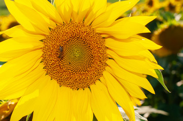 Obraz premium Bee collecting pollen from sunflowers head in the nature.
