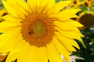 Obraz premium Bee collecting pollen from sunflowers head in the nature.