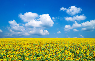 Fototapeta premium sunflowers on a blue sky