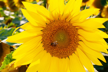 Naklejka premium Bee collecting pollen from sunflowers head in the nature.