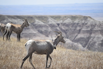 Goats of the Badlands