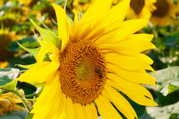 Naklejka premium Bee collecting pollen from sunflowers head in the nature.